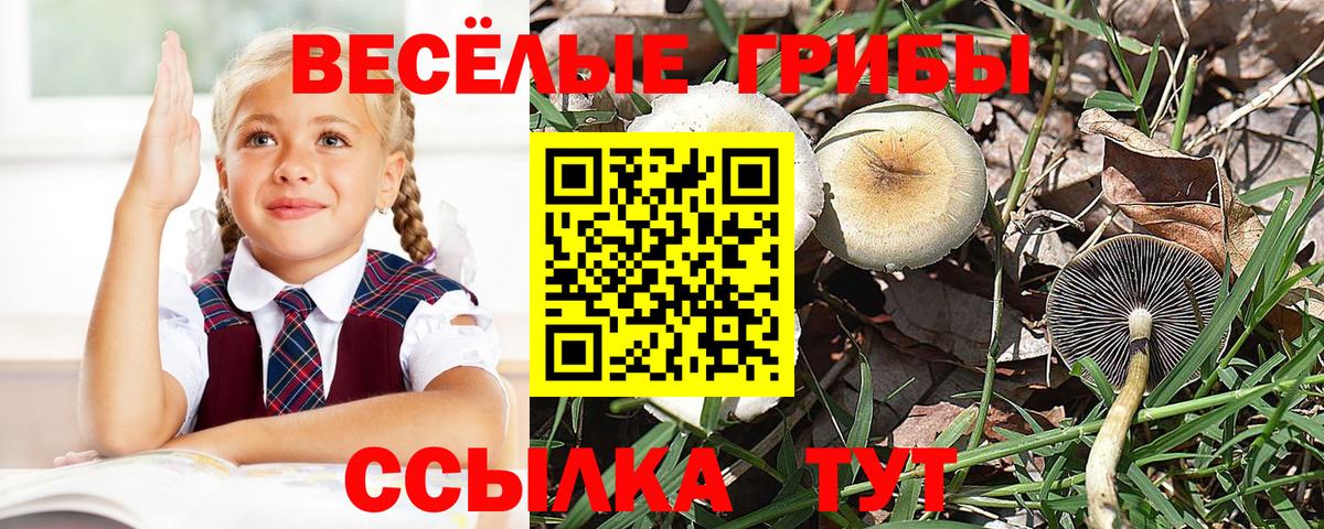Псилоцибиновые грибы Cubensis Кашира